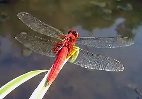 Crocothemis servilia