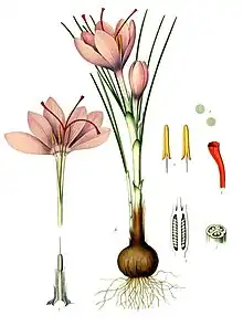 Ilustração do Medizinal-Pflanzen de Köhler (1897)