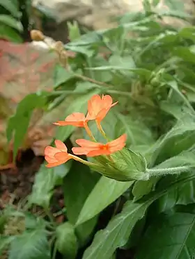 Crossandra infundibuliformis