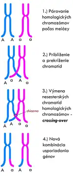 Crossing-over, um dos mecanismos que geram variabilidade
