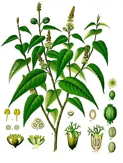 Croton eluteria