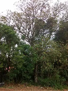 C. floribundus é a árvore mais alta da imagem.