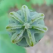 Estigma estrelado de papoula (Papaver somniferum).