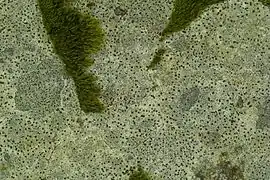 Líquen incrustante.