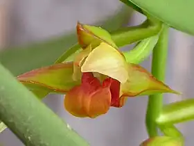 Cryptochilus carinatus