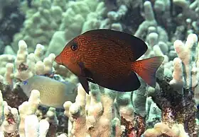 Peixe-cirurgião-havaino (Ctenochaetus hawaiiensis) jovem