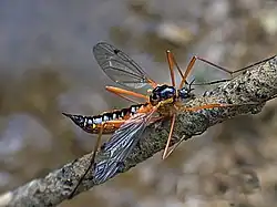 Ctenophora pectinicornis (fêmea).