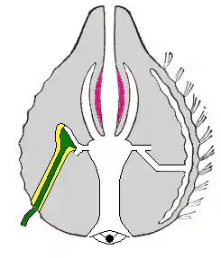 Corte esquemático através de um ctenóforo Cydippida do tipo Pleurobrachia. O lado esquerdo mostra o canal desde o estômago até ao tentáculo, o direito o canal desde o estômago até à fila de pentes (ctenas).