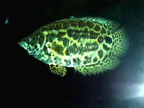 Ctenopoma leopardo Ctenopoma acutirostre