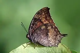 Fotografia de A. troglodyta.