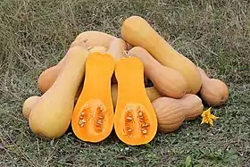 Uma variedade de Cucurbita moschata