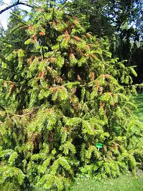Cunninghamia lanceolata.