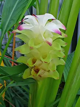 Curcuma longa