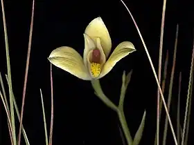 Cyanaeorchis arundinae