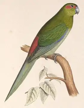 Ilustração de 1849
