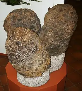 Cycadeoidea (membro das Cycadeoidaceae) no Museu de História Natural Senckenberg