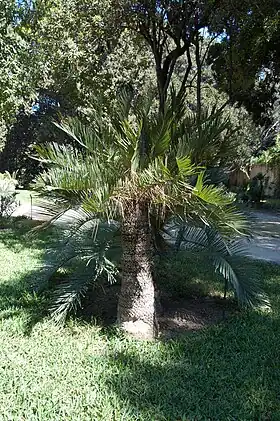 Cycas ophioliticaJardim botânico de Palermo