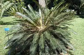 Cycas taiwanianaJardim botânico de Palermo