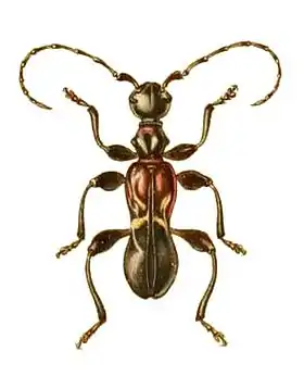 Cyclocranium swierstrae