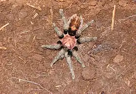 Cyclosternum fasciatum, 	fêmea