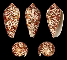 Cinco vistas da concha de Conus textile Linnaeus, 1758, encontrada no Indo-Pacífico. Suas toxinas, potentes, podem causar envenenamento fatal em humanos.
