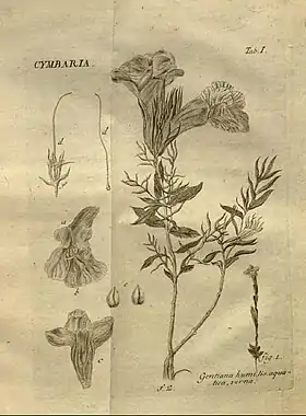 Cymbaria L.