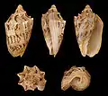 Cinco vistas da concha de Cymbiola vespertilio (Linnaeus, 1758), encontrada das Filipinas ao norte da Austrália.