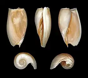 Cinco vistas da concha de Cymbium cymbium (Linnaeus, 1758), encontrada no oeste da África. Espécies deste gênero podem chegar até Portugal e oeste do Mar Mediterrâneo, como C. olla e C. fragile; além do Volutidae Ampulla priamus.