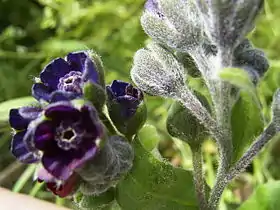 Cynoglossum officinale