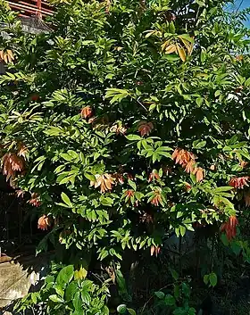 Cynometra cauliflora