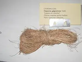 Fibra de Cyperus giganteus usada pelos índios para fabricar esteiras