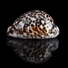 Fotografia da vista lateral da concha de Cypraea tigris Linnaeus, 1758, a espécie-tipo do gênero Cypraea.