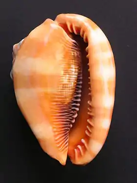 Vista inferior da concha de C. rufa.