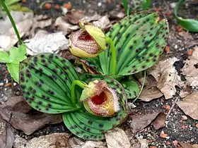 Cypripedium fargesii