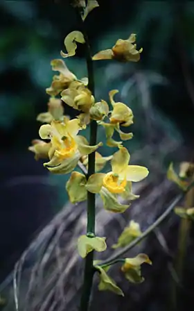 Cyrtopodium andersonii