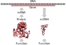 Um gene codificador de proteína no DNA sendo transcrito e traduzido para uma proteína funcional ou um gene não codificador de proteína sendo transcrito para um RNA funcional