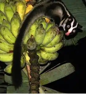 Dactylopsila trivirgata