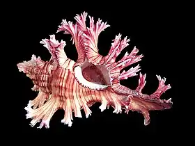 Fotografia de C. palmarosae, espécie que já pertenceu ao gênero Murex e que é encontrada do Sri Lanka até o sudoeste do Pacífico.