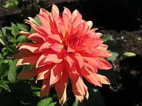 Dália Fada do Outono