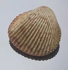 Concha de D. muricata, coletada em Ubatuba, região sudeste do Brasil, em 25 de abril de 2000.