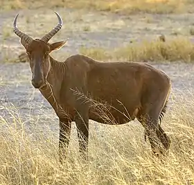 Topi (Damaliscus lunatus)