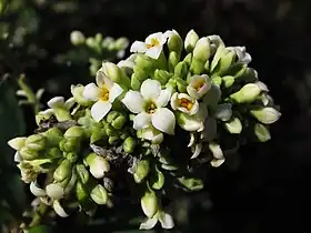Daphne gnidium