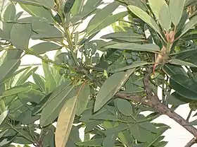 Daphniphyllum macropodum