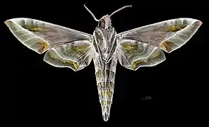 Daphnis nerii ♂  △