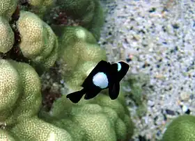 Cardume de adultos (em cima) e exemplar jovem (em baixo)