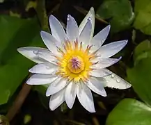 Nymphaea × daubenyana