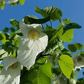Davidia involucrata, inflorescência e folhas