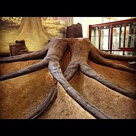 Fóssil de Stigmaria