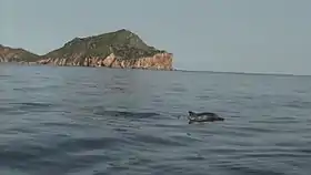 Sotalia guianensis entre os estados de Sucre e Anzoátegui, na Venezuela.