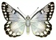 Male of Delias aganippe. Espécimen montado